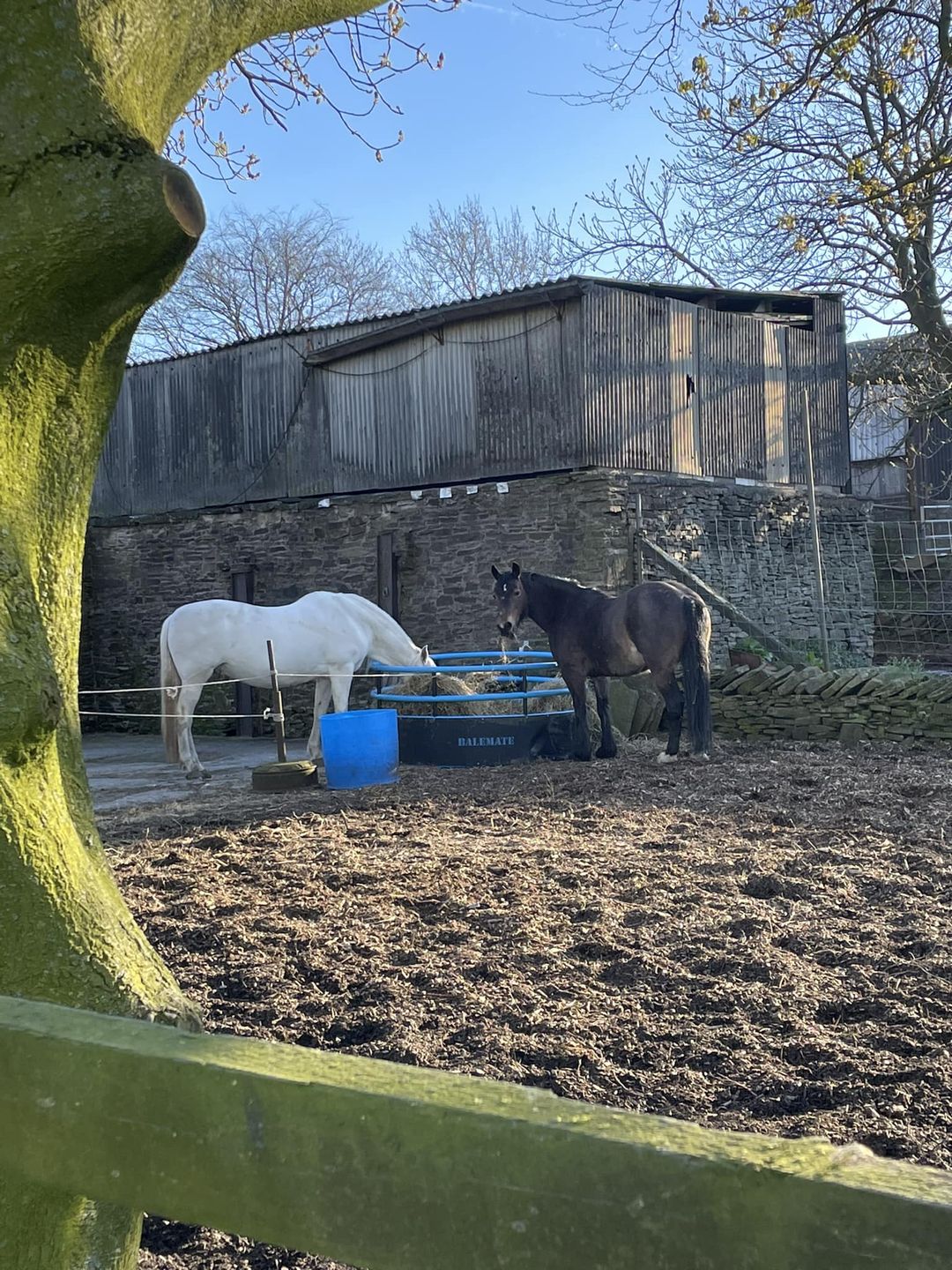 horses eating from  a balle feeder