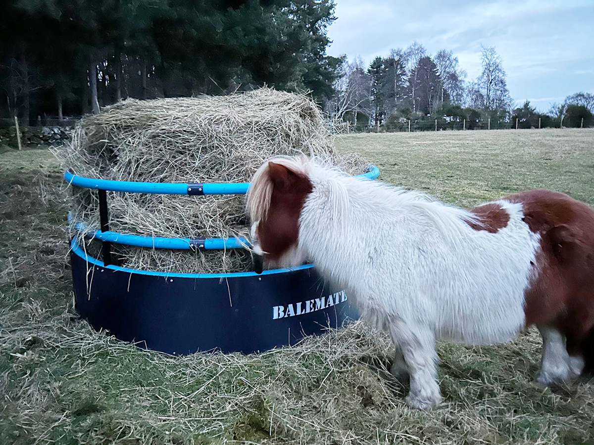 Shetland pony eating from a Balemate Horse Feeder