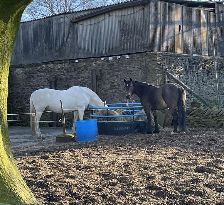 horses eating from  a balle feeder