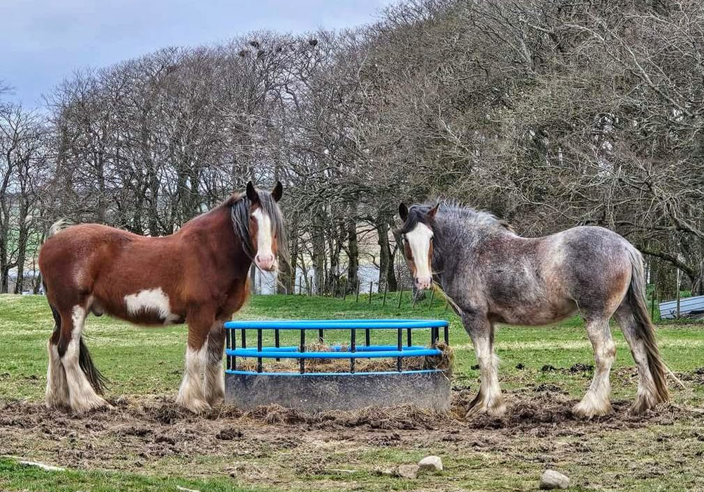 horse feeding from a bale feeder