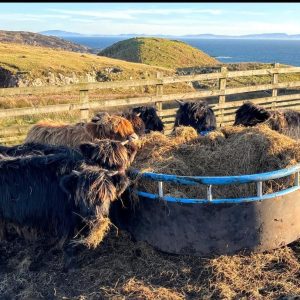 Cattle Balemates