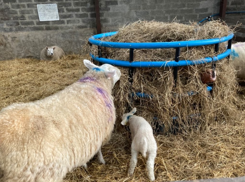 Sheep Balemate