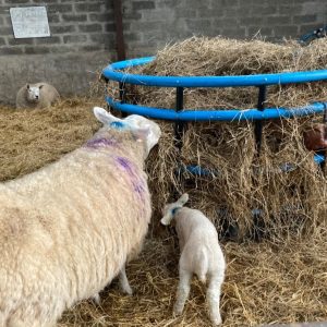 Sheep Balemate